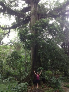 Fairy tree in Tena