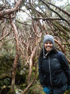 Magic forest in Cajas National Park outside of Cuenca